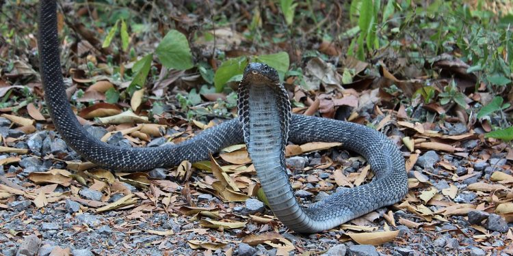 mơ về rắn hổ mang