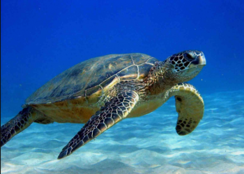 Mơ thấy rùa ý nghĩa là gì?điềm báo như nào?