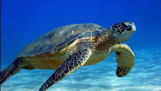 Mơ thấy rùa ý nghĩa là gì?điềm báo như nào?