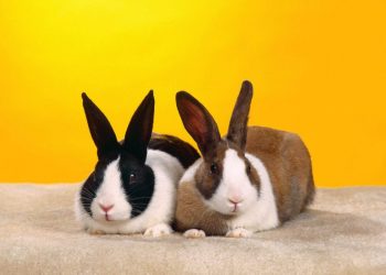 mơ thấy con thỏ