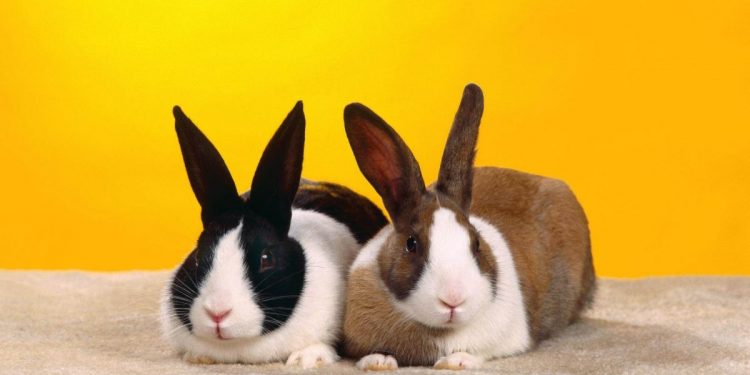 mơ thấy con thỏ