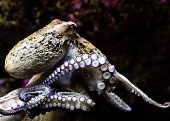 Mơ thấy bạch tuộc có ý nghĩa gì? Điềm báo như nào?