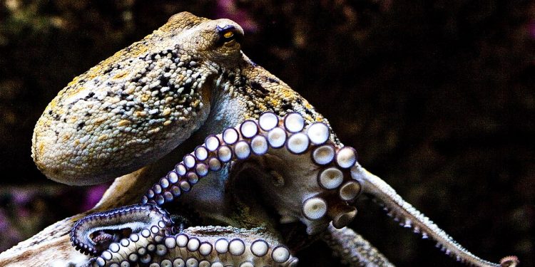 Mơ thấy bạch tuộc có ý nghĩa gì? Điềm báo như nào?