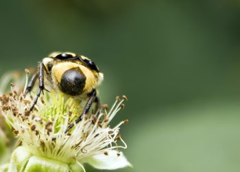 Mơ thấy bọ có ý nghĩa gì? Điềm báo như nào?