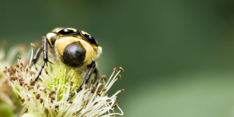 Mơ thấy bọ có ý nghĩa gì? Điềm báo như nào?