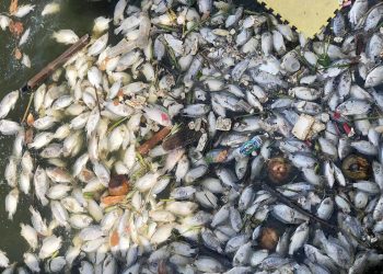 Mơ thấy cá chết có ý nghĩa gì? Điềm báo như nào?