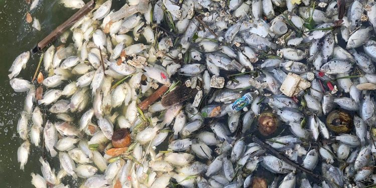 Mơ thấy cá chết có ý nghĩa gì? Điềm báo như nào?