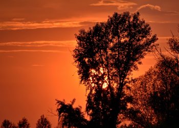 Mơ thấy cây có ý nghĩa gì? Điềm báo như?