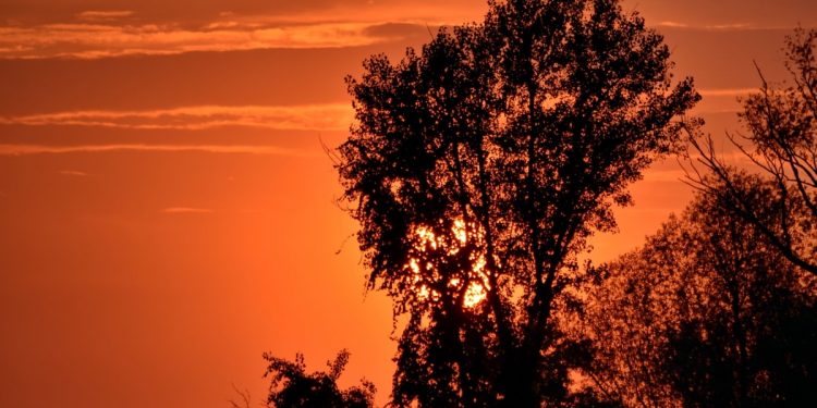 Mơ thấy cây có ý nghĩa gì? Điềm báo như?