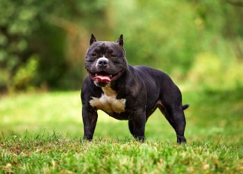 Mơ thấy bị chó tấn công có ý nghĩa gì? Điềm báo như nào?