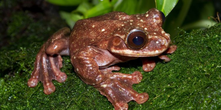 Mơ thấy ếch có ý nghĩa gì? Điềm báo như nào?