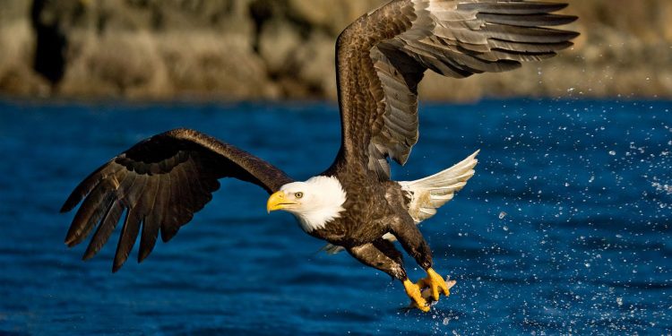 Mơ thấy đại bàng có ý nghĩa gì? Điềm báo như nào?