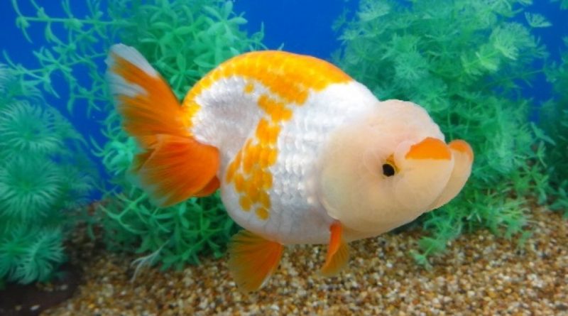 Giấc mơ thấy cá vàng