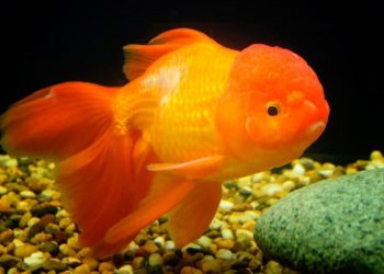 giấc mơ về cá vàng