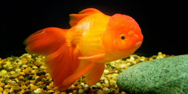 giấc mơ về cá vàng