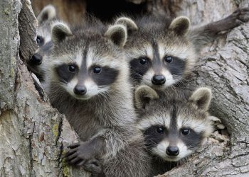 giải mã giấc mơ về gấu trúc