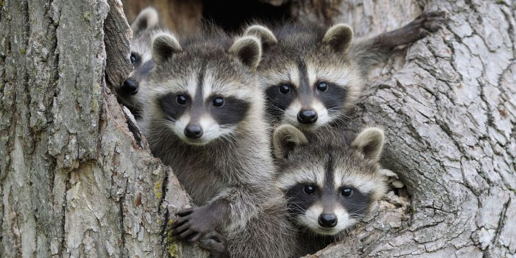 giải mã giấc mơ về gấu trúc