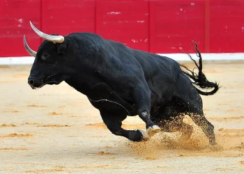 Giải mã giấc mơ về bò đực