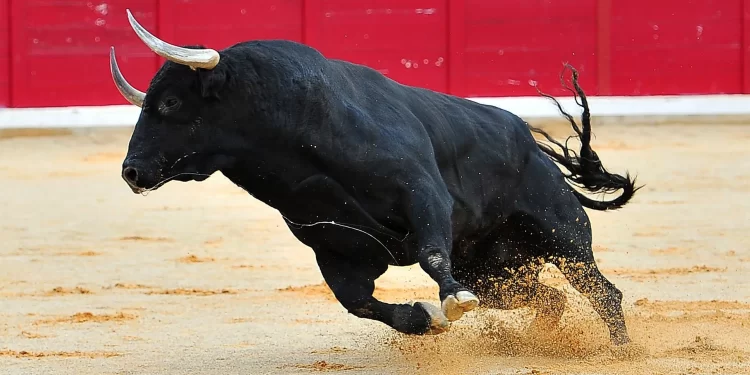 Giải mã giấc mơ về bò đực