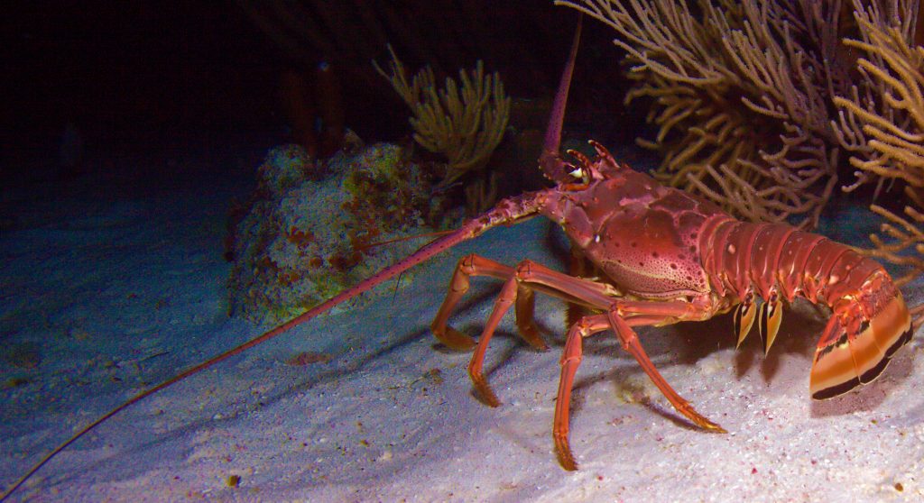 giấc mơ thấy tôm hùm