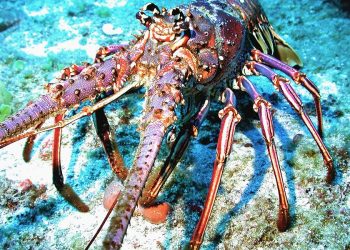 giấc mơ về tôm hùm