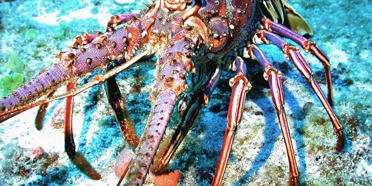 giấc mơ về tôm hùm