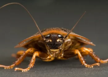 Mơ thấy gián có ý nghĩa gì? Điềm báo như nào?