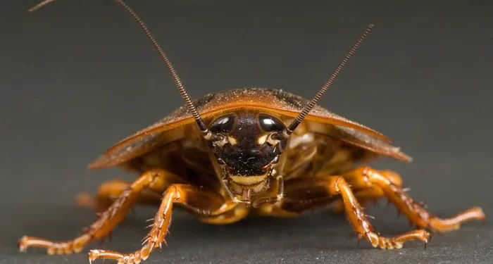 Mơ thấy gián có ý nghĩa gì? Điềm báo như nào?