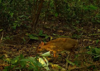 Mơ thấy bị mắc bẫy có ý nghĩa gì? Điềm báo như nào?