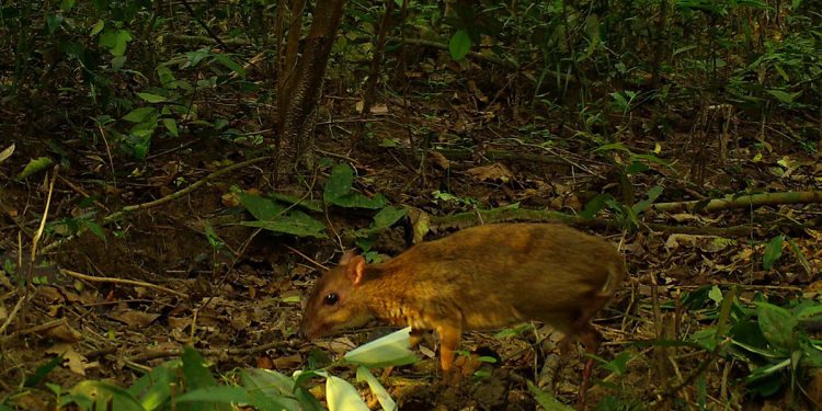 Mơ thấy bị mắc bẫy có ý nghĩa gì? Điềm báo như nào?