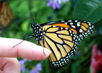 mơ thấy bướm đậu vào người