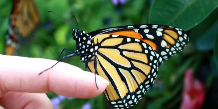 mơ thấy bướm đậu vào người