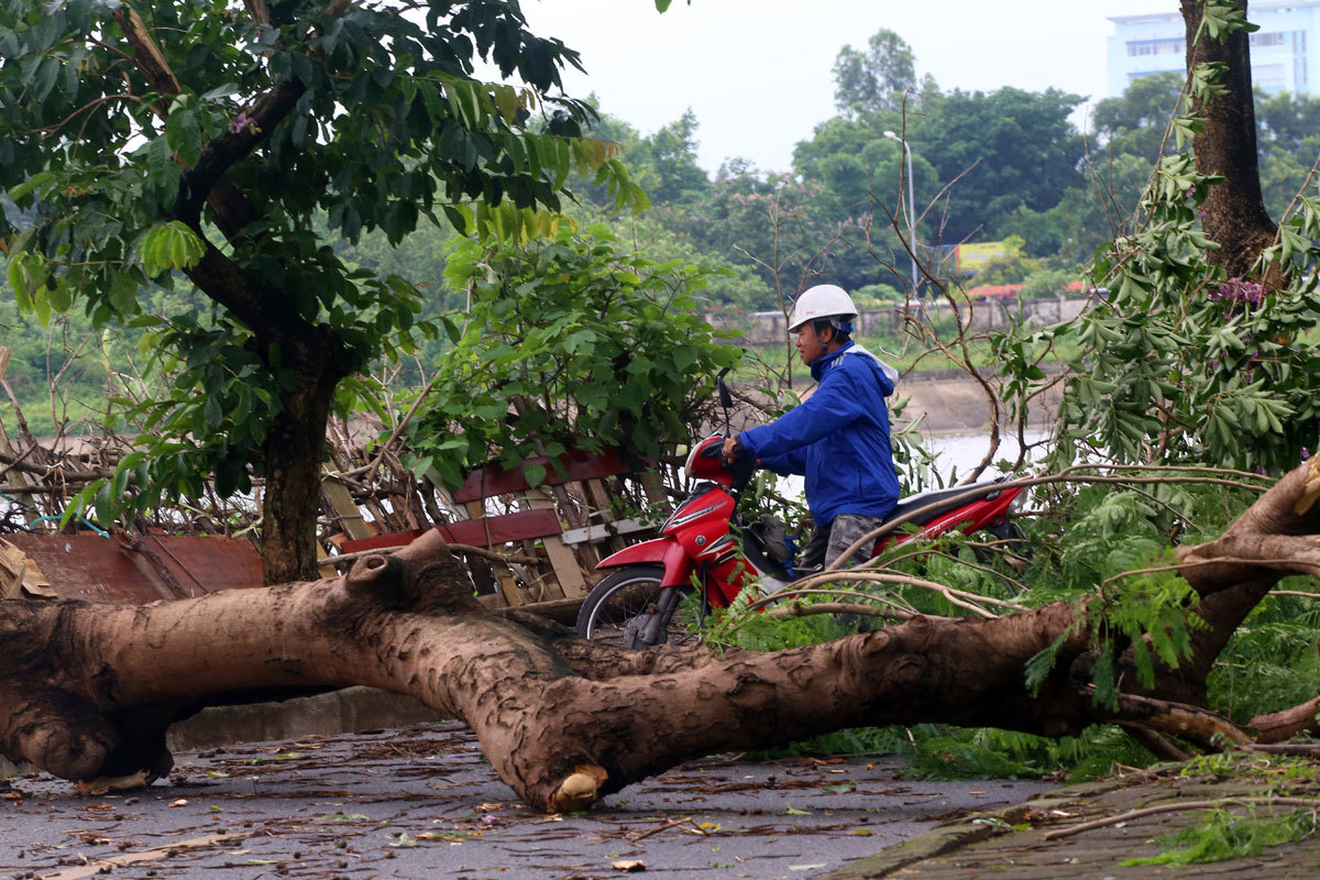 mơ thấy cây đổ