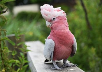 mơ thấy con vẹt