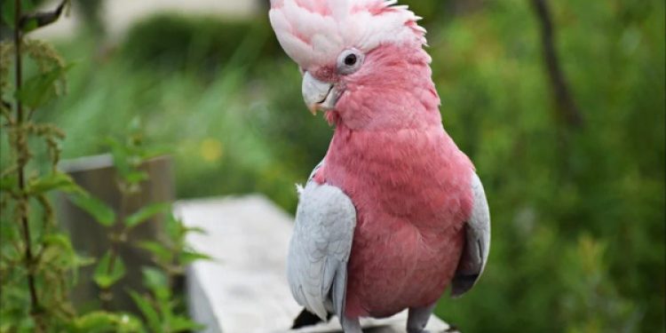 mơ thấy con vẹt