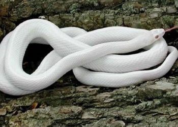 mơ thấy rắn trắng