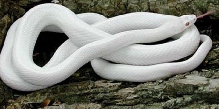 mơ thấy rắn trắng