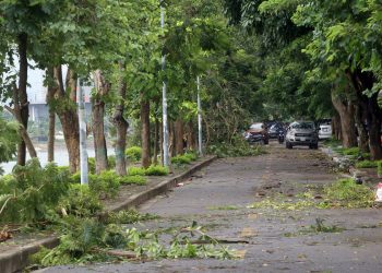 Mơ thấy cây đổ có ý nghĩa gì? Điềm báo như nào?
