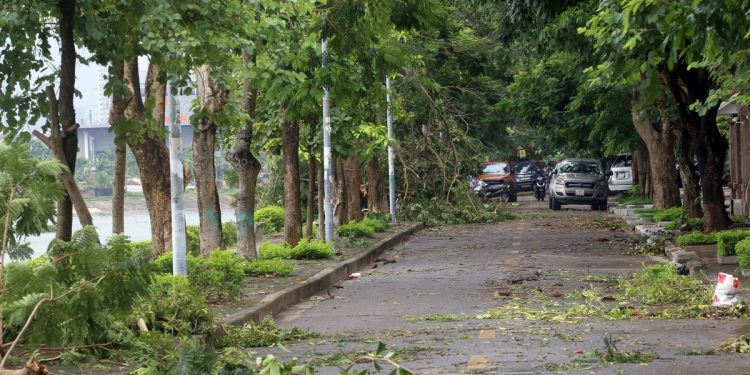 Mơ thấy cây đổ có ý nghĩa gì? Điềm báo như nào?