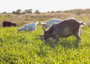 nằm mơ thấy dê