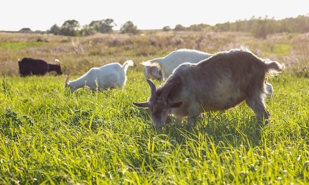nằm mơ thấy dê