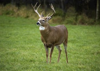 nằm mơ về hươu