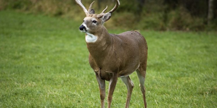 nằm mơ về hươu