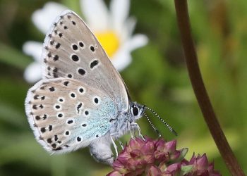 những giấc mơ thấy bướm