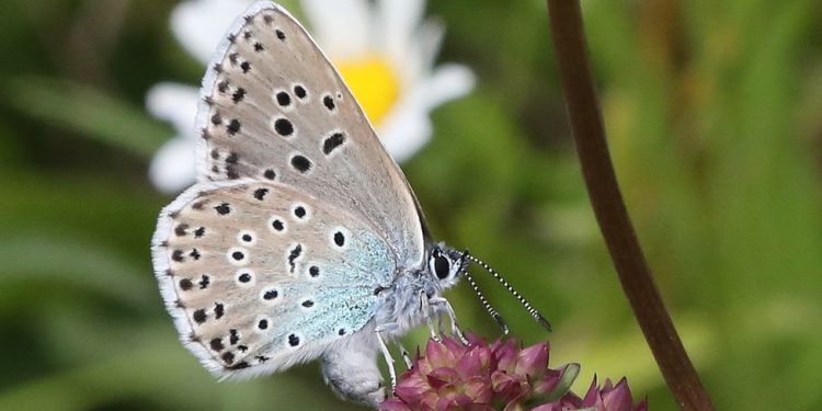 những giấc mơ thấy bướm