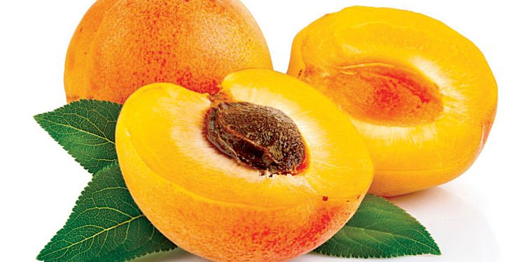 Mơ thấy quả mơ có ý nghĩa gì? Điềm báo như nào?