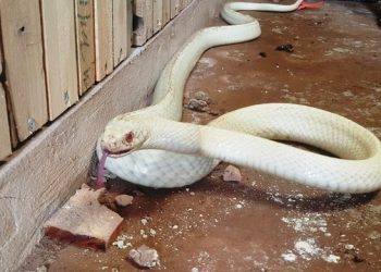 Mơ thấy rắn trắng có ý nghĩa gì? Điềm báo như nào?