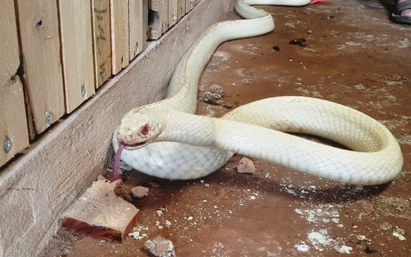 Mơ thấy rắn trắng có ý nghĩa gì? Điềm báo như nào?