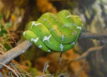 Mơ thấy rắn trắng có ý nghĩa gì? Điềm báo như nào?