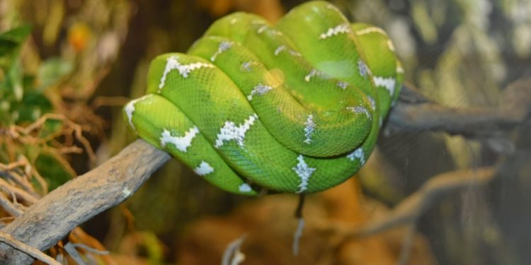 Mơ thấy rắn có ý nghĩa gì? Điềm báo như nào?